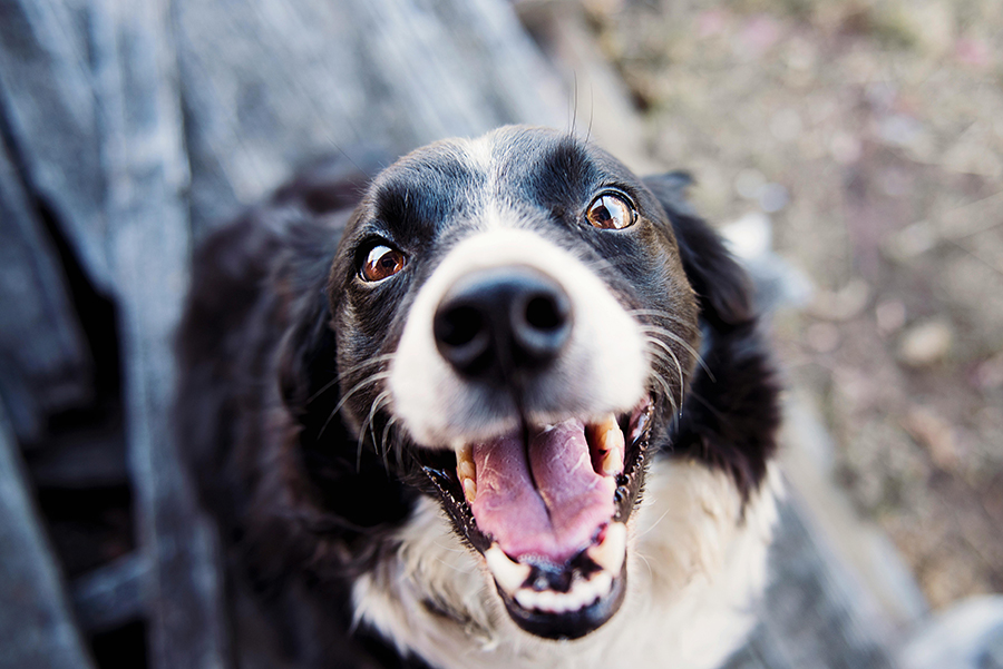 Exposure Therapy (fear of dogs)